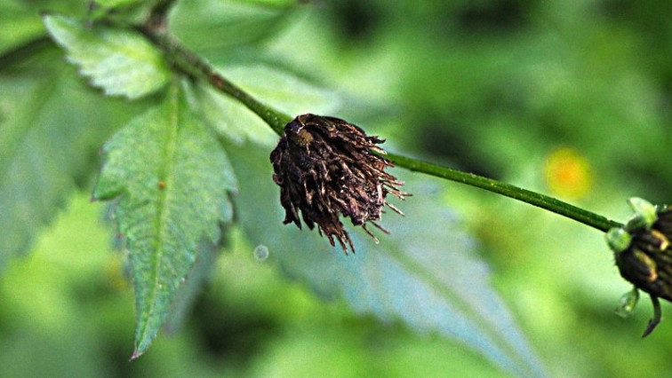 Plant Biomass Substance Helps Combat Weeds