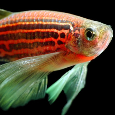 Zebrafish Embryos Help Prove What Happens to Nanoparticles in the Blood