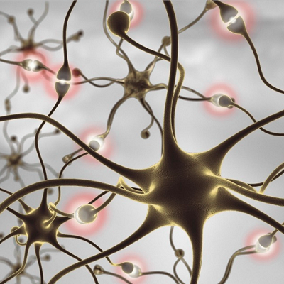 Mechanical Strip Down Helps Scientists Understand Nerve Cell Signals