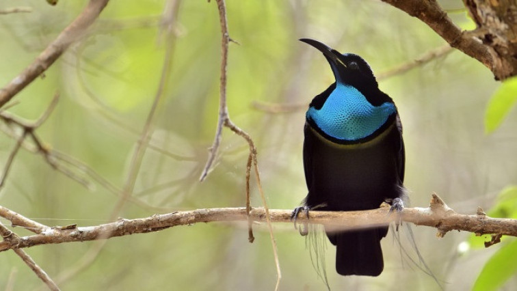 Bird-of-paradise Inspires Darkest Fabric Ever Made
