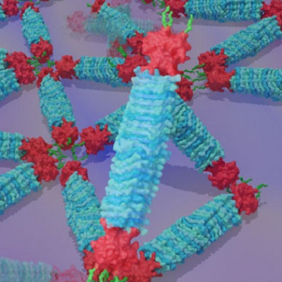 Decoding Protein Assembly Dynamics with Artificial Protein Needles