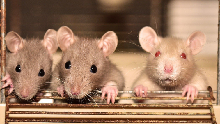 See Incredible Transformation of Paralyzed Mice Given Nanofibers in 4 Week Study Breakthrough