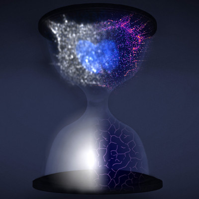 New Kind of Superresolution Explores Cell Division