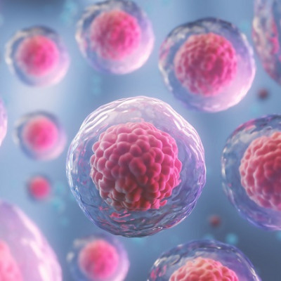 Stem Cell Sheets Harvested in Just Two Days