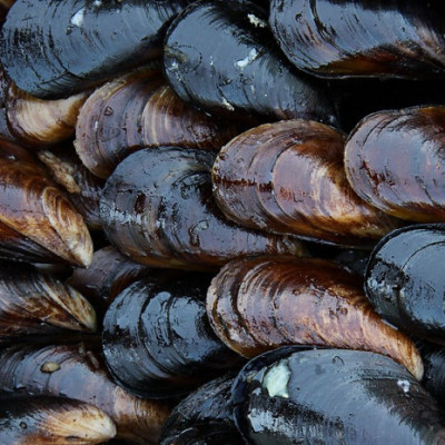 Mussel-inspired Membrane Can Boost Sustainability and Add Value to Industrial Wastewater Treatment