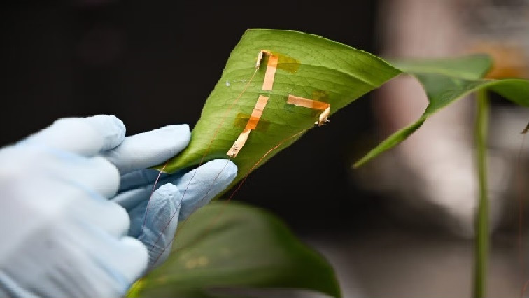 Plants Need Water? Breakthrough Sensor Measures Leaf Hydration in Real Time