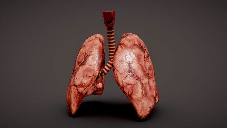 Scientists Grow Human Mini-lungs as Animal Alternative for Nanomaterial Safety Testing