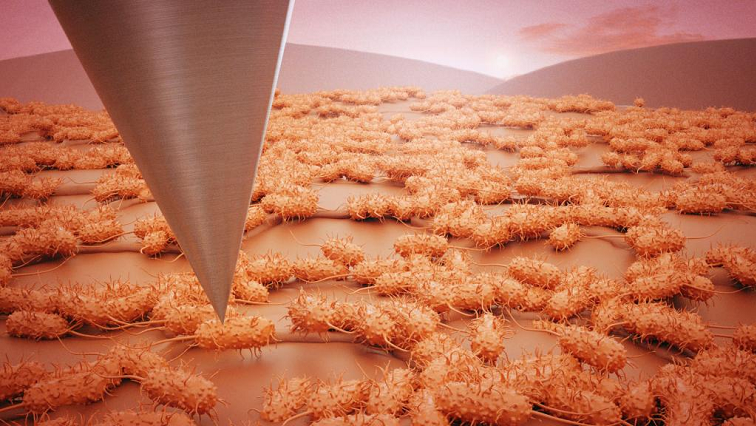 New Imaging Approach Transforms Study of Bacterial Biofilms