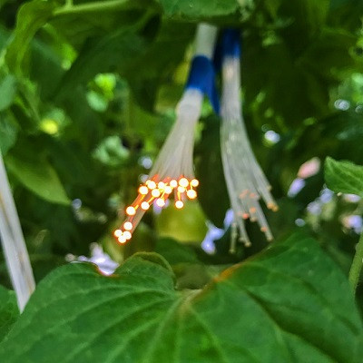 Astronauts May Soon Grow Their Own Crops in Space Thanks to NASA and UbiQD