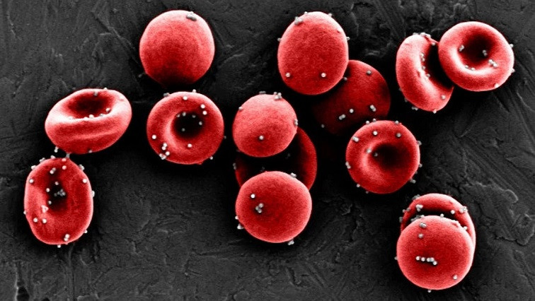 Nanoparticle-carrying Red Blood Cells as Biocompatible Adjuvant for Vaccine Candidates