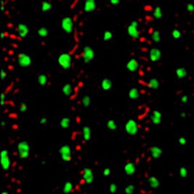 Inside the Matrix: Nanoscale Patterns Revealed Within Model Research Organism