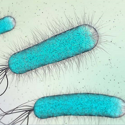 To Colonize Different Environments, Bacteria Precisely Tune Their Nanomotors