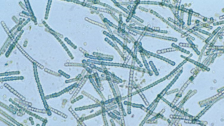 A New Study Reveals That Marine Cyanobacteria Communicate