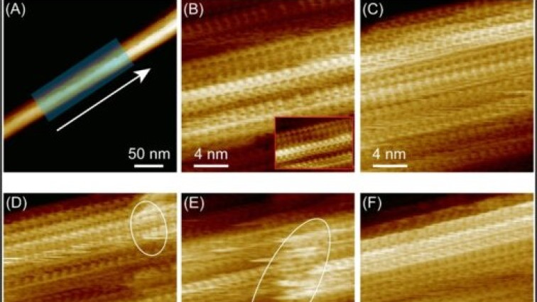 From Molecular Interactions to Material Function: Unraveling Water’s Effect on Chitin Nanocrystals