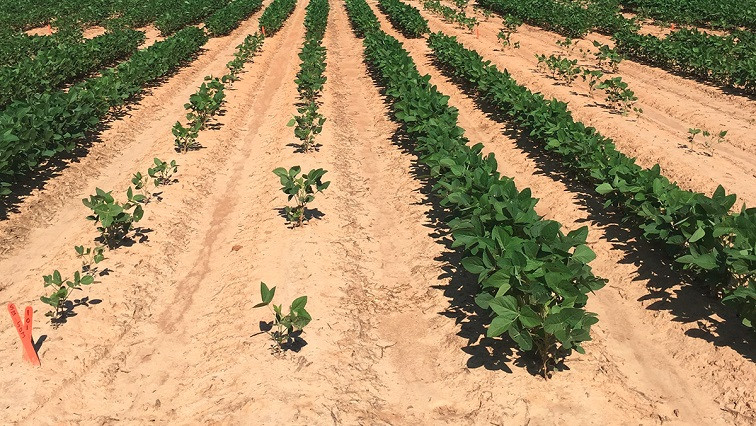 LSU Science of the Super-Small Helps Soybean Growers and the Environment