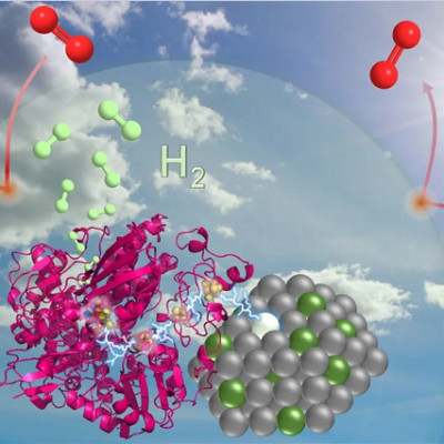 International Team Uses Natural Catalysts to Develop Low-cost Way of Producing Green Hydrogen