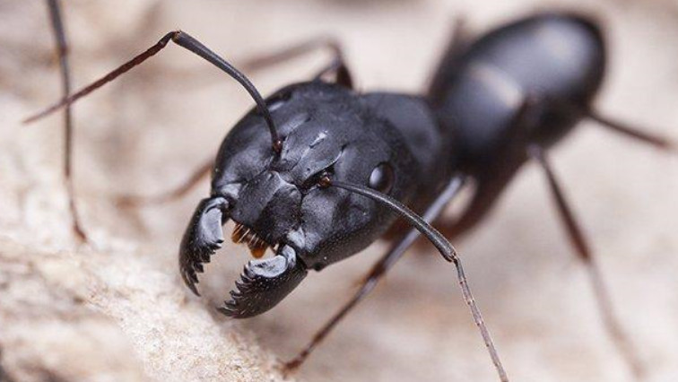How Ant Teeth Cut Like a Scalpel