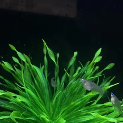 Nanoplastics Hindering Cognitive Abilities of Fish, International Research Shows