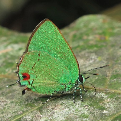 Scientists Can Now See How Butterflies Get Their Colours