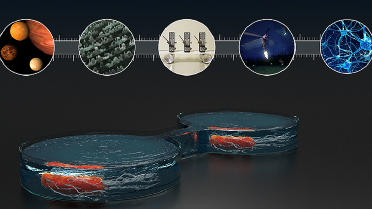 Tiny Dancers: Scientists Synchronise Bacterial Motion