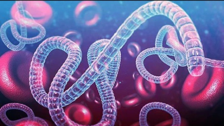 University of Minnesota Scientists Advance Nanobody Technology to Combat Deadly Ebola Virus