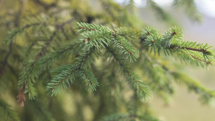Golden Spruce Trees: Gold Forms Nanoparticles in the Needles – Bacteria Show the Way