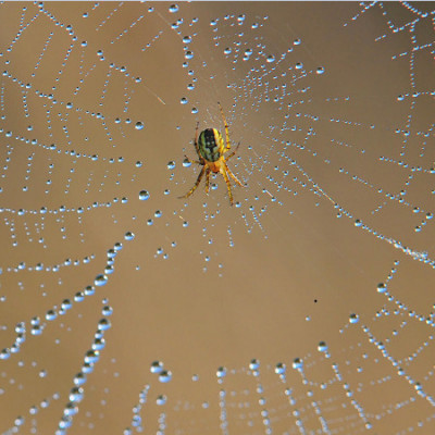Researcher Finds Inspiration from Spider Webs and Beetles to Harvest Fresh Water from Thin Air