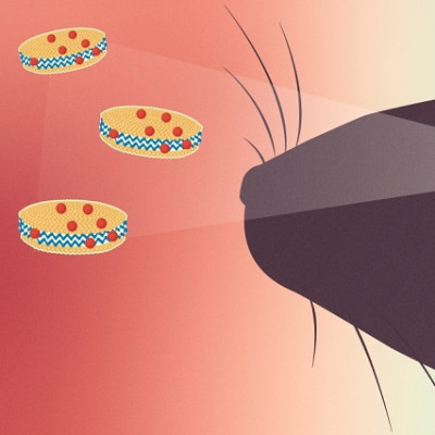 Researchers Use Nanoparticles to Target Glioblastoma in Mice