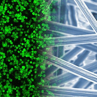 'Green Electrospinning' Process Has Potential to Transform Biofabrication