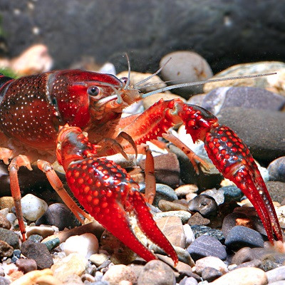 Synthetic Gelatin-like Material Mimics Lobster Underbelly’s Stretch and Strength