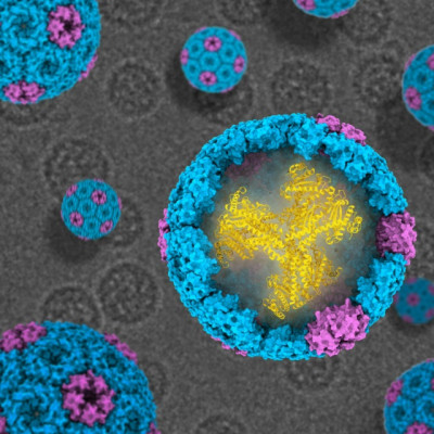 New Blueprint for Nature’s Carbon-capturing Nanomachines Revealed