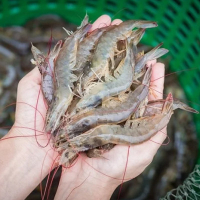 Gold Can Speed Up Detection of White Spot in Shrimp