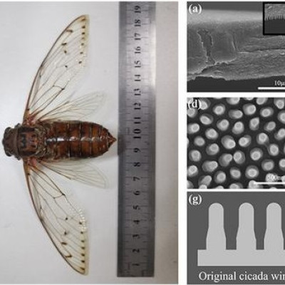 Empress Cicada Wings Help Illuminate Molecular Structure