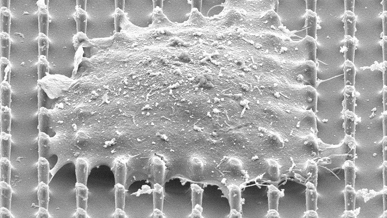 Nanopillars Create Tiny Openings in the Nucleus Without Damaging Cells