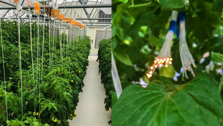 Astronauts May Soon Grow Their Own Crops in Space Thanks to NASA and UbiQD