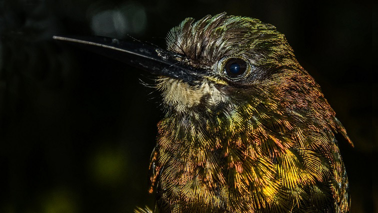 Birds’ Dazzling Iridescence Tied to Nanoscale Tweak of Feather Structure