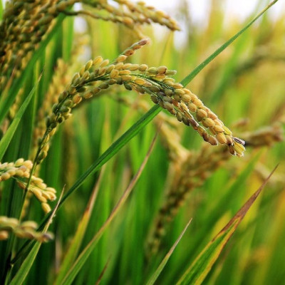 Durian Helps Rice Plants Thrive in Salty Soil