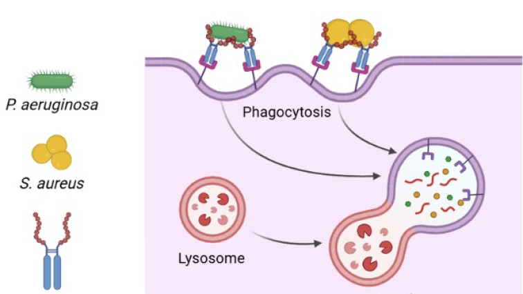 Experimental mRNA Therapy Shows Potential to Combat Antibiotic-resistant Infections