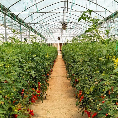 Improving the Cultivation Efficiency of Tomatoes Using Nanobubble Technology