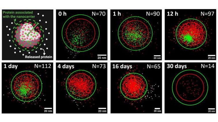 A New Way to Observe the Release of Proteins Encapsulated in Nanoparticles