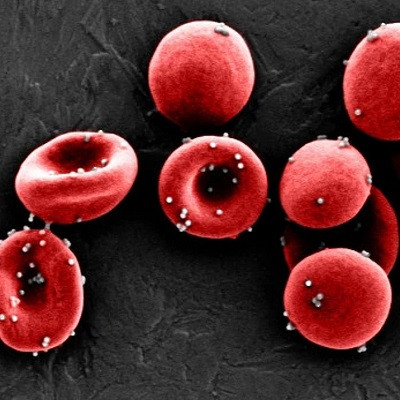 Nanoparticle-carrying Red Blood Cells as Biocompatible Adjuvant for Vaccine Candidates