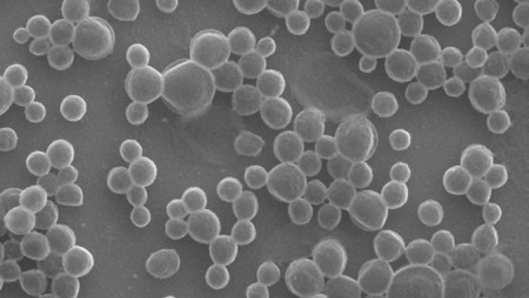 Simple Biocompatible Microrobots Autonomously Target Tumors