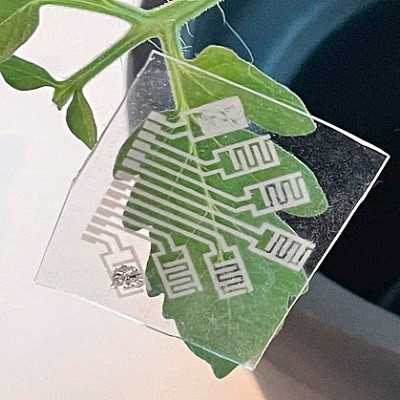 Multifunctional Patch Offers Early Detection of Plant Diseases, Other Crop Threats