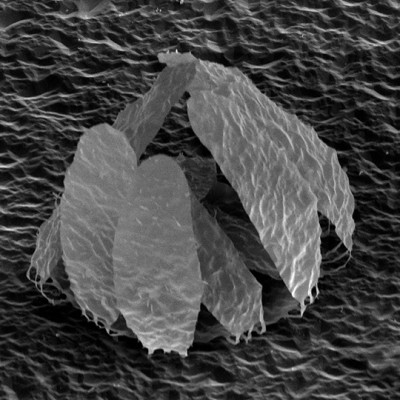 New Research Examines How Nanoscopic Ripples Affect Material Properties