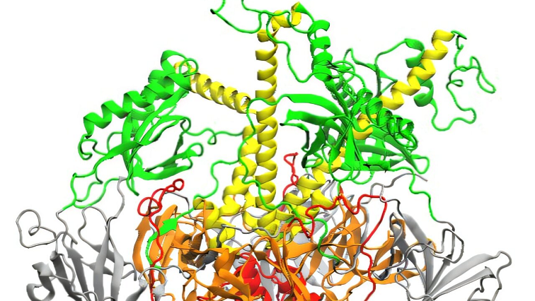 Modulating Key Interaction Prevents Virus from Entering Cells