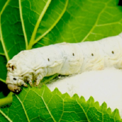 Changing the Silkworm's Diet to Spin Stronger Silk