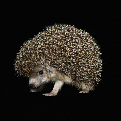 Magnetic ‘Hedgehogs’ Could Store Big Data in A Small Space