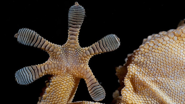 Cleaning up Space with Gecko Technology