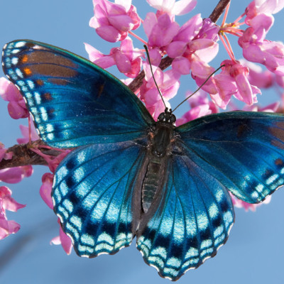 Enlightening Insects: Morpho Butterfly Nanostructure Inspires Technology for Bright, Balanced Lighting