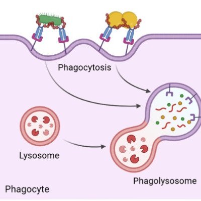 Experimental mRNA Therapy Shows Potential to Combat Antibiotic-resistant Infections